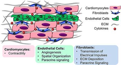 Multicellular Interactions in 3D Engineered Myocardial Tissue